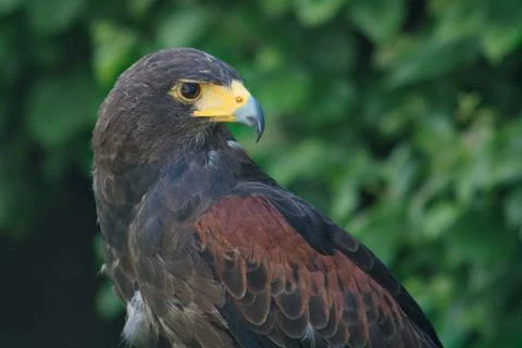 Black and brown eagle Foto stock