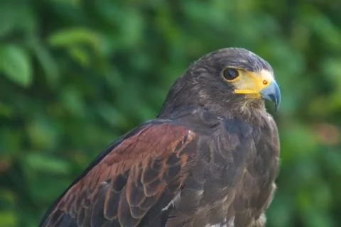 Black and brown eagle Stock Photos