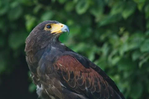 Black and brown eagle Stock Photos