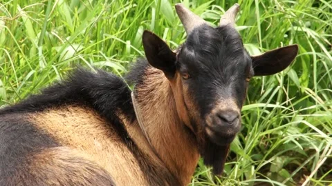 Black And Brown Goat In Front Of Grass In Zambia Village Stock Footage 196844847