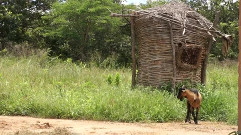 Black And Brown Goat In Front Of Grass In Zambia Village Wide Shot Stock Footage 196844848