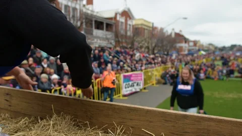 Black and Brown Kelpie successfully jumping in the high jump Stock Footage 87832641