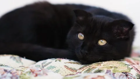 Black and brown lop-eared kitten Stock Footage 250103813
