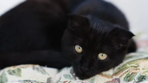 Black and brown lop-eared kitten Stock Footage 250103814