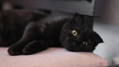 Black and brown lop-eared kitten Stock Footage 250103818