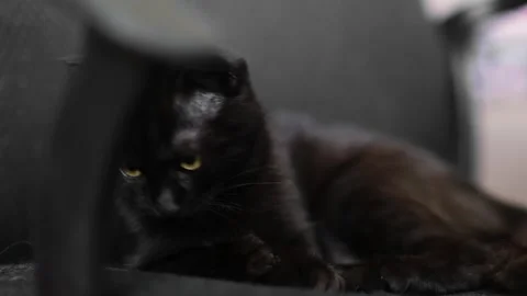 Black and brown lop-eared kitten Stock Footage 250103826