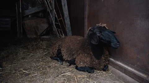 A black and brown sheep in laying on the floor of the sheephouse. Stock Footage 113882853