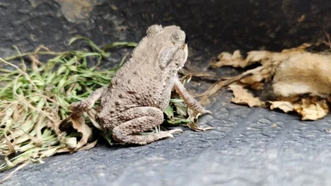 Black and brown spiny frog or Bufo melanostictus Schneider Stock Footage 304097068