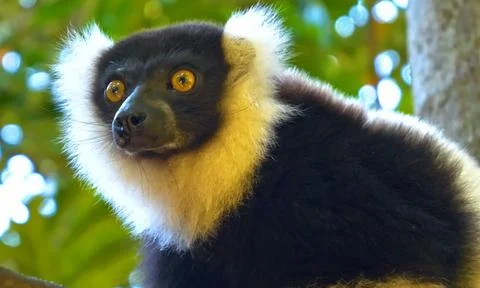 The black - and - close - up view of the monkey Stock Photos