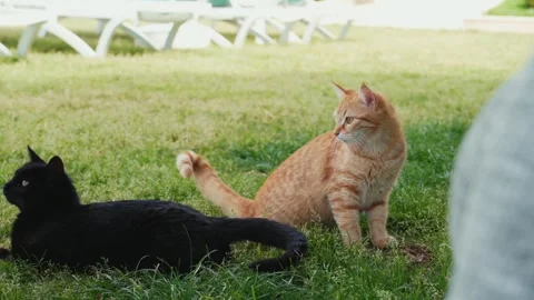 Black and ginger kitten play in the grass Stock Footage 242483857