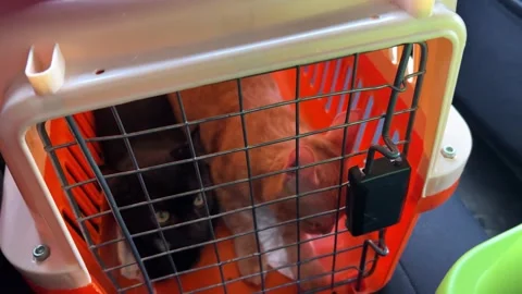 A black and ginger kitten riding in a carrier in a car. Veterinary assistance. Stock Footage 273192442
