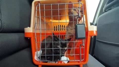 A black and ginger kitten riding in a carrier in a car. Veterinary assistance. Stock Footage 273192446