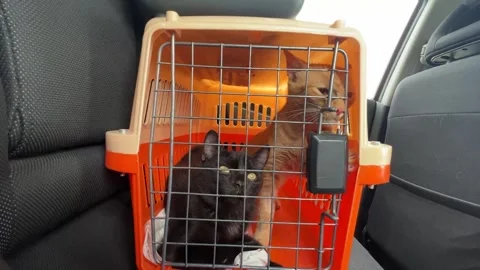 A black and ginger kitten riding in a carrier in a car. Veterinary assistance. Stock Footage 273192453