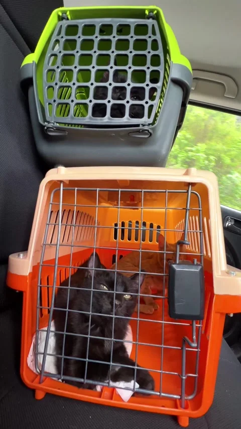 A black and ginger kitten riding in a carrier in a car. Vertical video. Stock Footage 273192494