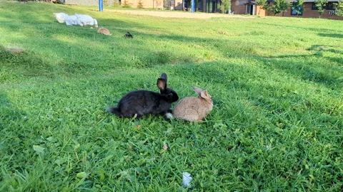 A black and a ginger rabbit are grazing on the green lawn Stock Footage 317217979