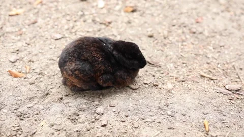Black and ginger rabbit searching for food on the farm, sitting on wood shavings Stock Footage 304246326