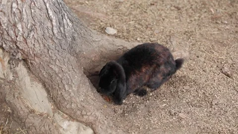 Black and ginger rabbit searching for food on the farm, sitting on wood shavings Vidéo 304246335