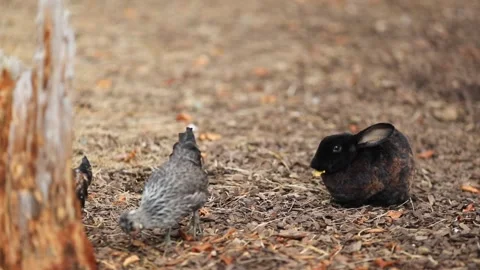 Black and ginger rabbit searching for food on the farm, sitting on wood shavings Vidéo 304246785