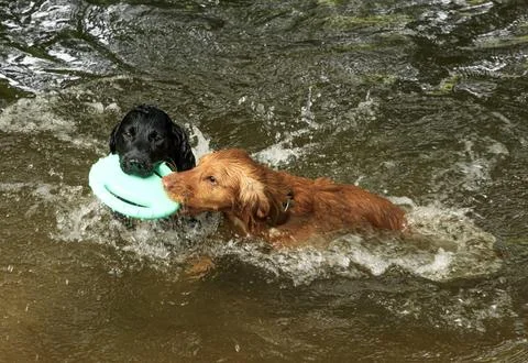 Black and ginger working cocker spaniels swimming Stock Photos
