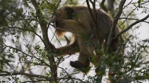 Black-And-Gold Howler Monkey Climbing In Tree Canopy In Argentina Stock Footage 344158298