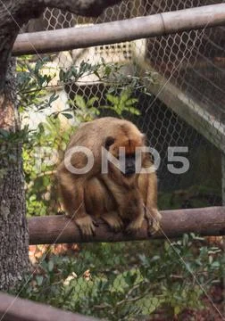 Black and gold howler monkey Alouatta caraya Stock Photos