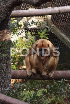 Black and gold howler monkey Alouatta caraya Stock Photos