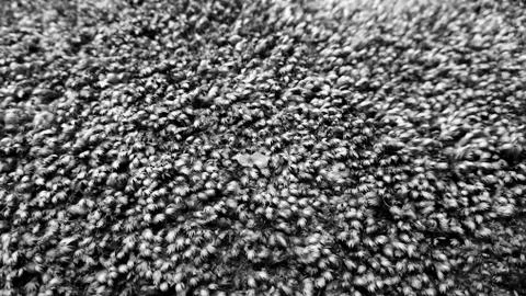 Black and with grass texture for background Stock Photos