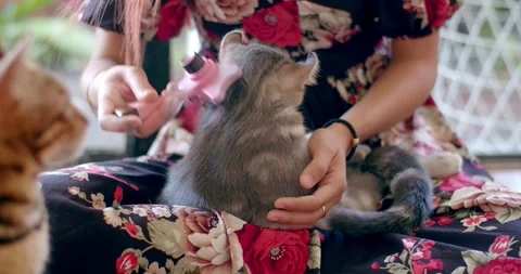 A black and gray cat sits on a woman's lap.Combing a cat in the home for animals Stock Footage 242937756
