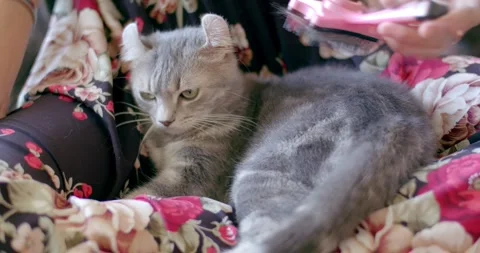 A black and gray cat sits on a woman's lap.Combing a cat in the home for animals Stock Footage 242937797