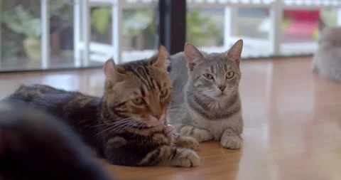 Black and gray cat is sitting and watching other cats playing with toys. Stock Footage 242937816