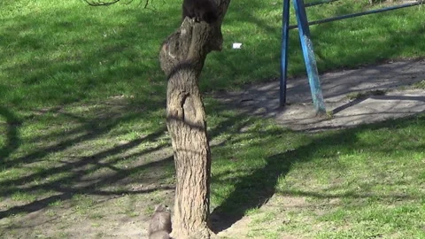 Black and gray cats on a tree, spring, yard, Ukraine. 動画素材 333005490
