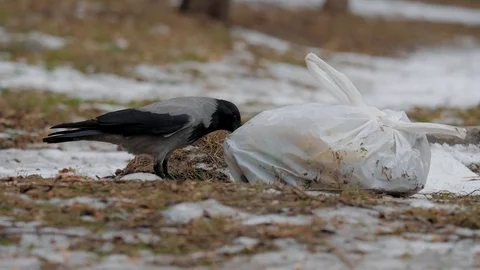 Black and gray crow pecks plastic bag that lies on the ground in search of food Stock Footage 121369641