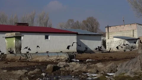 Black and Gray Crows eating and playing on  the ground Video stock 234429414