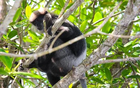 Black and gray monkey with a fluffy head sits on a tree branch Stock Photos