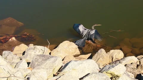 A black and gray underwater bird dives in to the water Stock Footage 143440554