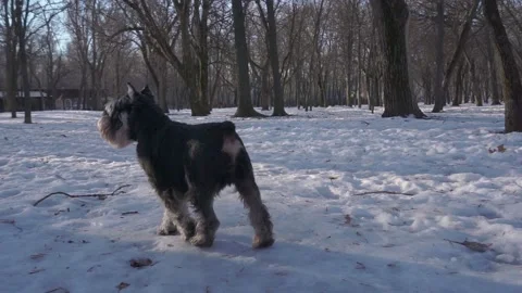 A black-and-gray young miniature schnauzer walks through the snow in a winter Stock Footage 146971794