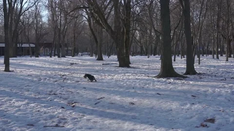A black-and-gray young miniature schnauzer walks through the snow in a winter Stock Footage 147556504