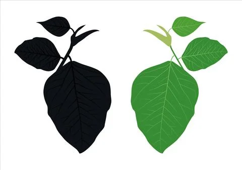 Black and Green black leaf banyan tree set  isolated on white background, Stock Illustration