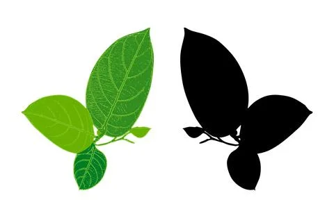 Black and Green jackfruit leaf set isolated on white background, Stock Illustration