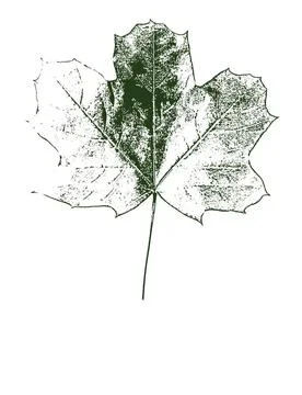 Black and green maple leaf on a white background Black and green contour d... Stock Photos