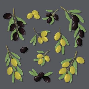 Black and green olive branches set. Color set olives with leaves in cartoon.. Stock Illustration
