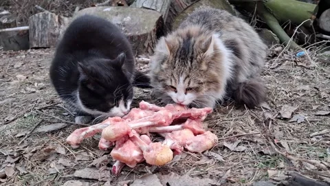 Black and grey cats eats frozen chicken bones Stock Footage 310011861
