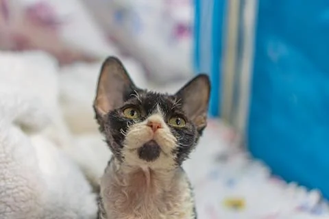 A black and grey Devon Rex kitten on a white blanket, gazing curiously at t.. 스톡 사진