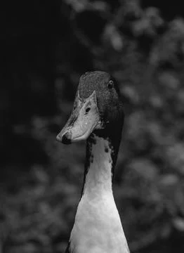 Black and grey isolated portrait of a duck Stock Photos