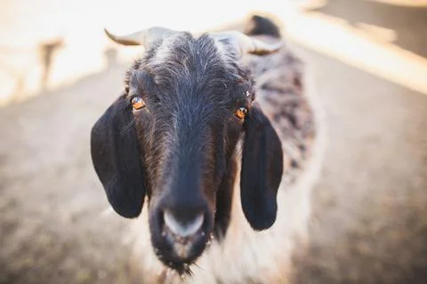 Black and horned goat looking at the camera Stock Photos