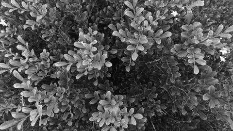 Black and leave texture close-up of tropical, vintage image. Stock Photos