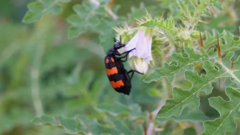 Black and orange beetle Stock-Footage 320001328