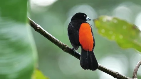 Black and Orange Bird Perched on Branch in Lush Foliage Stock Footage 311392953