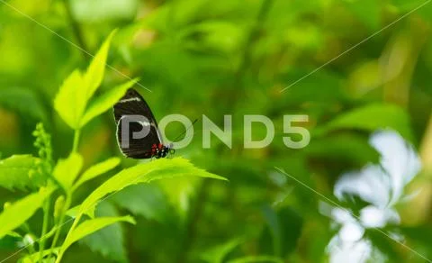 Black and orange butterfly Stock Photos