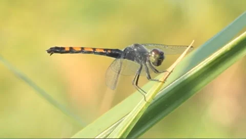 Black and orange dragonfly Stock Footage 8519180